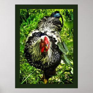 Silver Lactado Wyandotte Rooster Poster