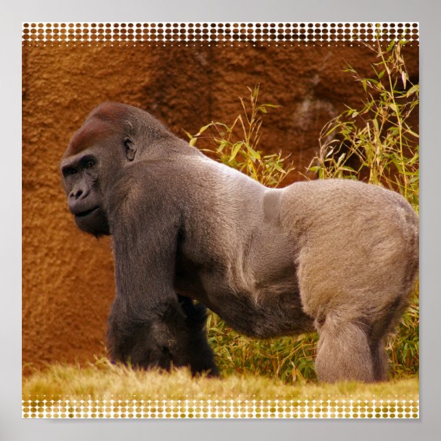 Silverback Gorilla Photo Impressão (Frente)