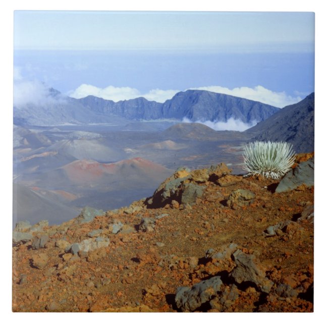 Silversword no cume da cratera Haleakala de perto  (Frente)