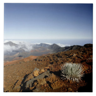 Silversword no cume da cratera Haleakala de perto