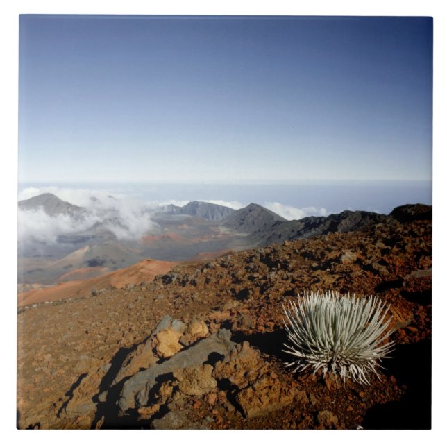 Silversword no cume da cratera Haleakala de perto (Frente)