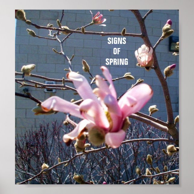 SINAIS DE PRIMAVERA poster (Frente)