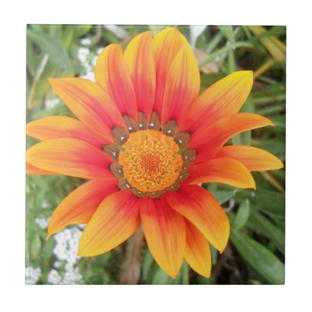 Single Orange Flower (Frente)