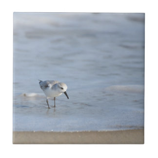 Single Sandpiper walking on beach 