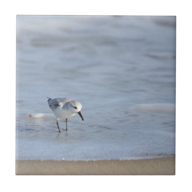 Single Sandpiper walking on beach  (Frente)