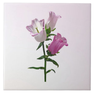 Sinos Cor-de-Rosa de Canterbury