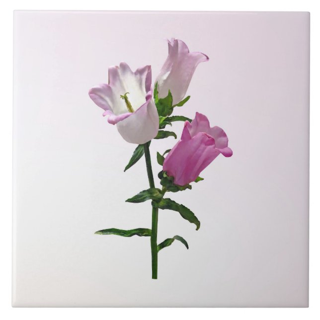 Sinos Cor-de-Rosa de Canterbury (Frente)