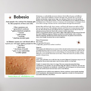 Sintomas Babesia e Poster de Transmissão