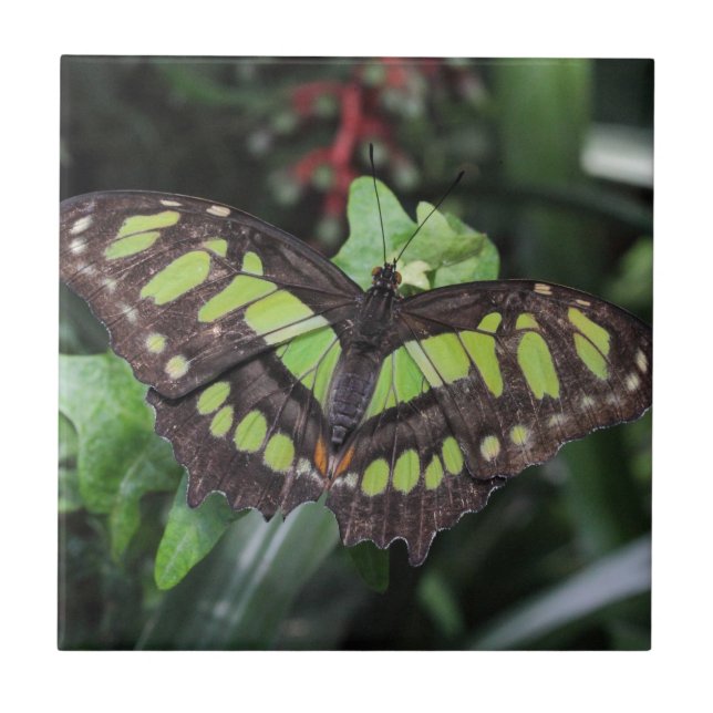 Siproeta stelenes (Frente)