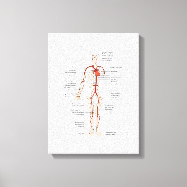 Sistema Circulatório Humano de Artérias Canvas (Frente)