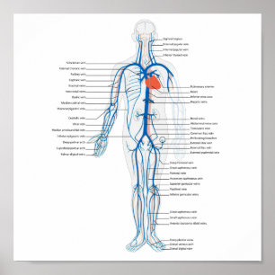 Sistema circulatório humano do poster das veias