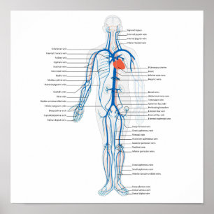 Sistema circulatório humano do poster das veias