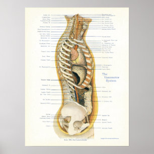 Sistema vasomotor osteopático Poster