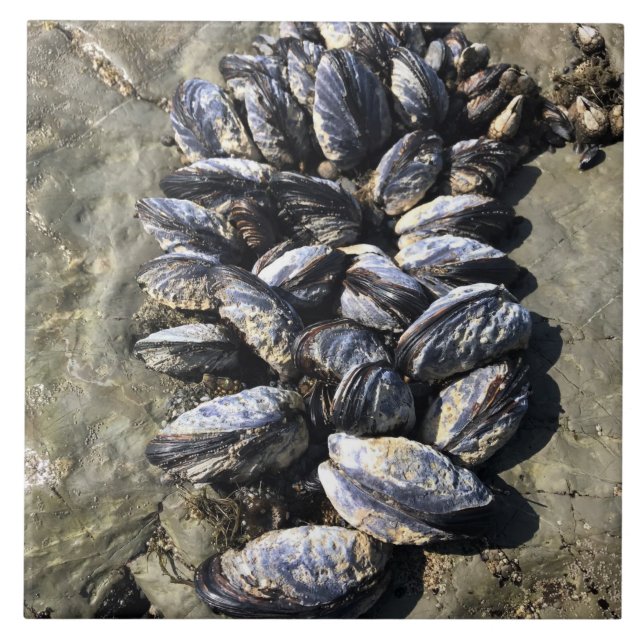 Sisters Rock State Park, Costa do Oregon (Frente)