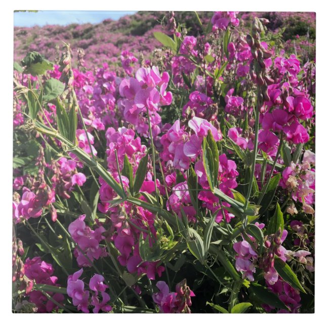 Sisters Rock State Park, Costa do Oregon (Frente)