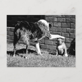 Sit - - - Permanência - - Cartão postal