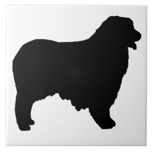 Sítio Shepherd australiano