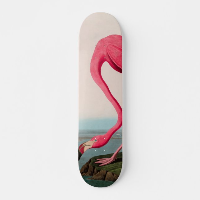 Skate American Flamingo Birds of America Audubon Impress (Frente)