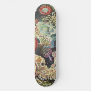 Skate Anêmonas-do-mar de Haeckel Colagem de arte náutica