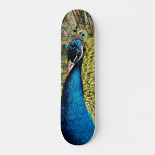 Skate Bashful Peacock