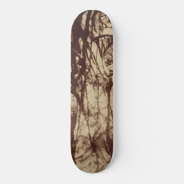 Skate Beech Tree (por Eugène Atget) (Frente)