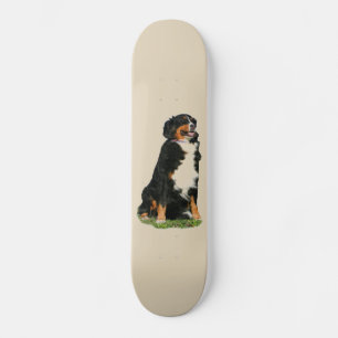 Skate Bermese Mountain dog
