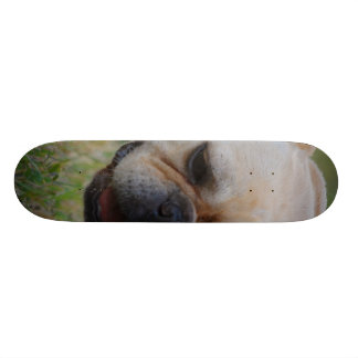 Skate Buldogue francês
