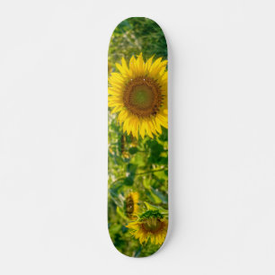 Skate Campo de girassol ouro