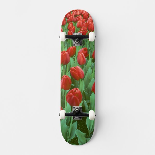 Skate Campo de tulipas floresce na primavera. (Frente)
