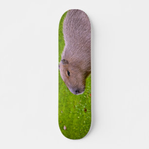 Skate Capybara Animal Incrível