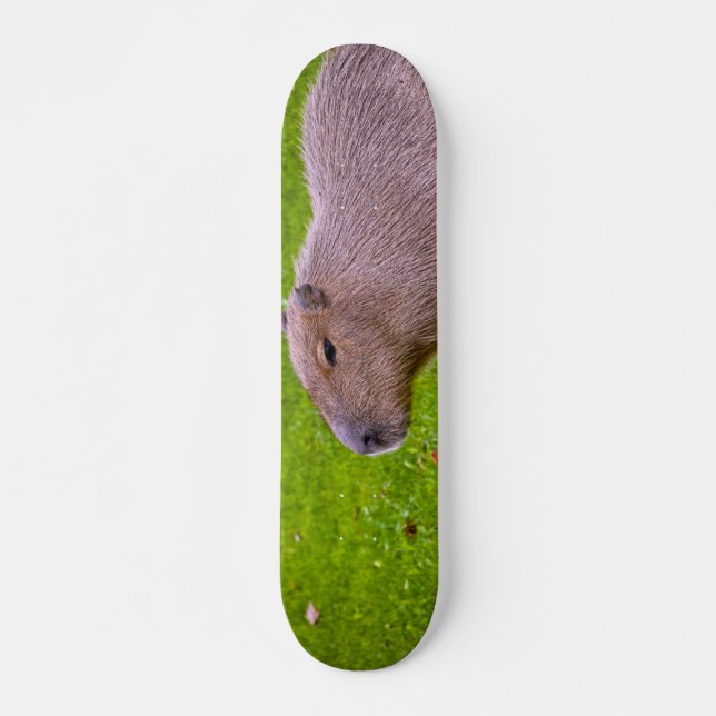 Skate Capybara Animal Incrível (Frente)