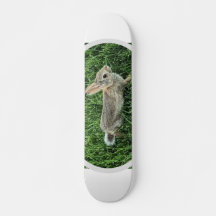 Coelho Bonito Bunny