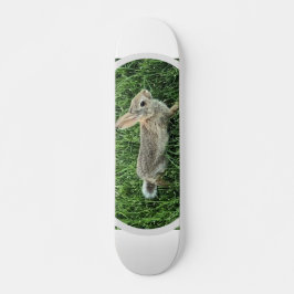 Skate Coelho Bonito Bunny