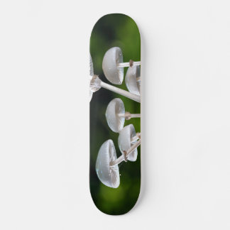 Skate Cogumelos de outono de ostras brancas