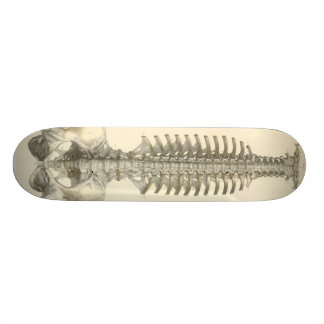 Skate Coluna espinal