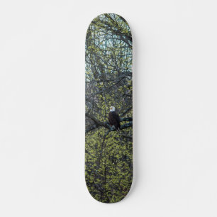 Skate Consciência da águia