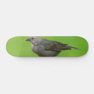 Skate Cowbird de cabeça castanha