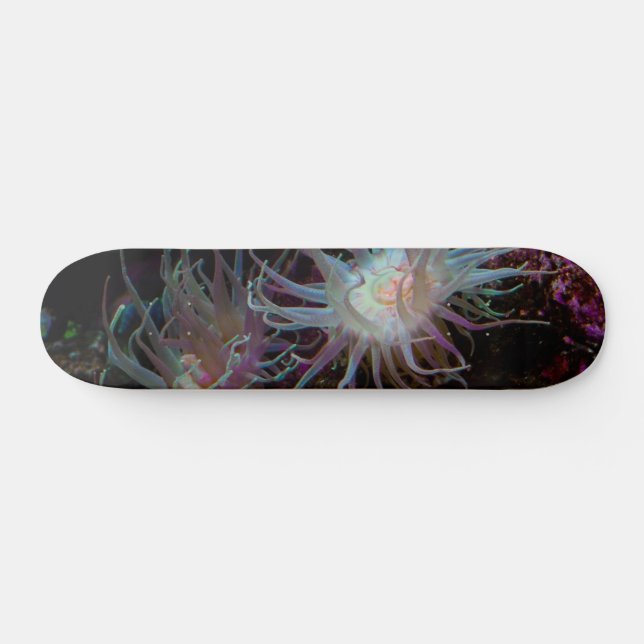 Skate Crimson Anemone (Horz)