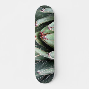 Skate de Fotografia da Agave Aloe Vera Plant