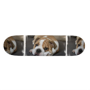 Skate do buldogue do sono