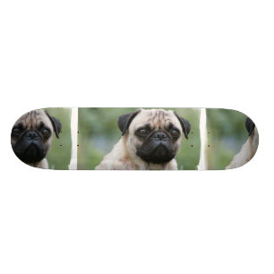 Skate do cão de filhote de cachorro do Pug