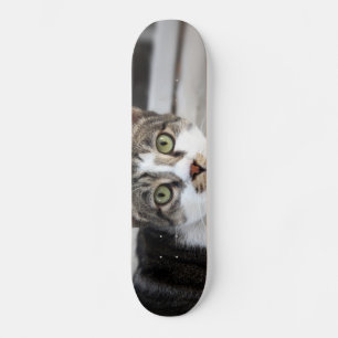 Skate do gato
