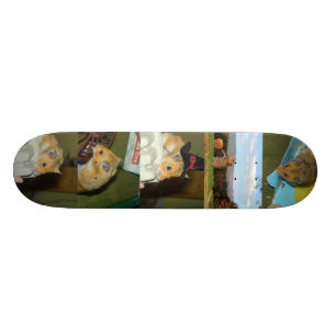 Skate do hamster