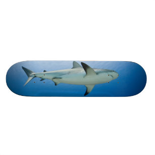 Skate do tubarão