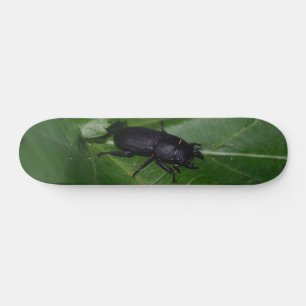 Skate Dorcus parallelipipedus , o escaravelho inferior