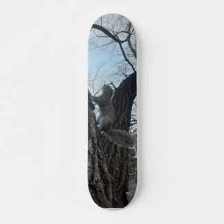 Skate Esquilo