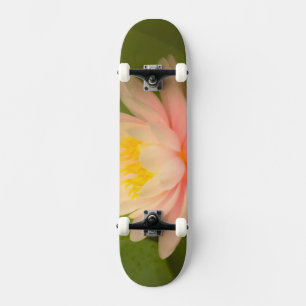 Skate Estados Unidos, Maryland, Westminster, União