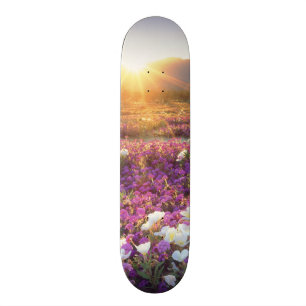 Skate EUA, Califórnia, Anza-Borrego Desert State Park.2