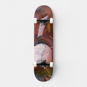 Skate EUA, Nordeste, Folhas de outono em poça com