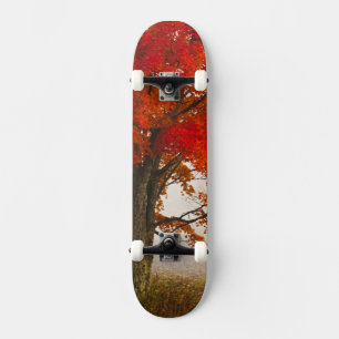 Skate EUA, Virgínia Ocidental, Davis. Bordo vermelho no